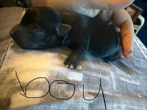 5 chihuahua cross miniature boarder collie
