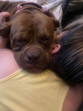 Dogue de Bordeaux x French mastiff