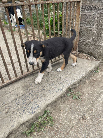 2 beautiful boy pups from our farm