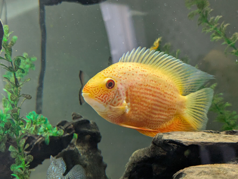 Various SA/CA cichlids