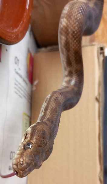 Breeding pair of Western Stimson's Pythons