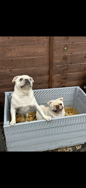 Pancake the 4 year old pug
