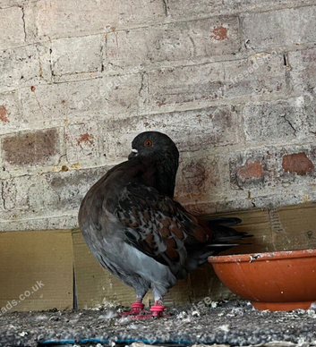 pigeon