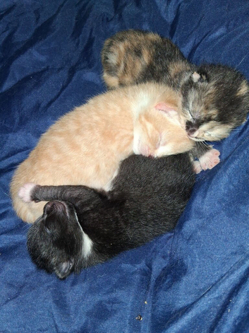 Cute kittens