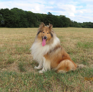 Rough collie stud