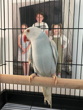 Rare coloured Indian Ringneck