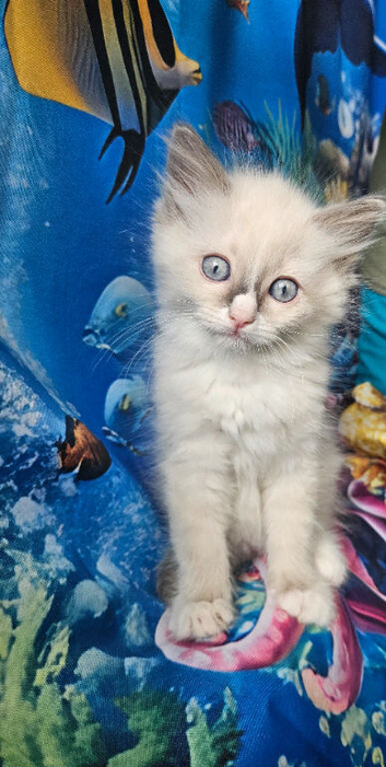 2 Tica Boys HCM,PKD Certyficate Ready to pick up naw. :)
