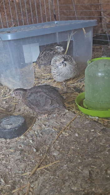 11 quail courtinx