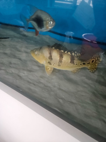 Peacock bass