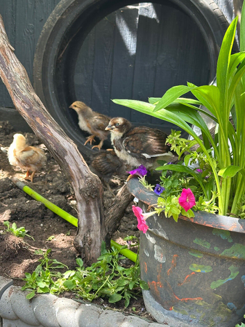 3 Week old Chicks for sale