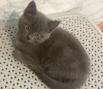 Beautiful grey female kitten