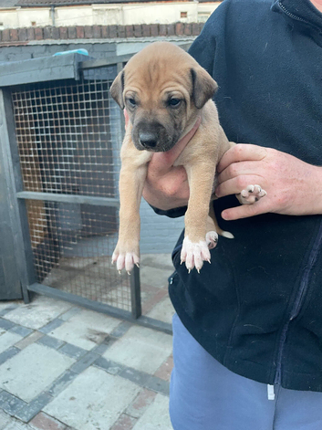 Lurcher pups