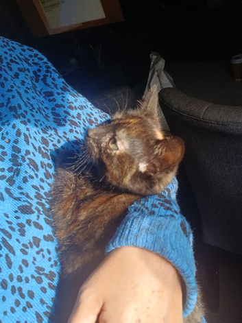 Beautiful kitten for sale