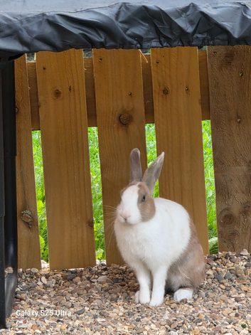 2 female rabbits