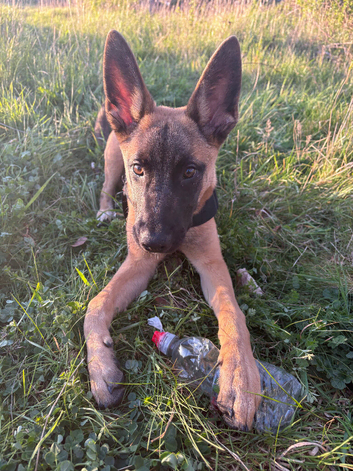 8 month old Mali cross with a ankita