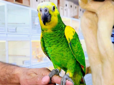 Blue Fronted amazon hand reared,20