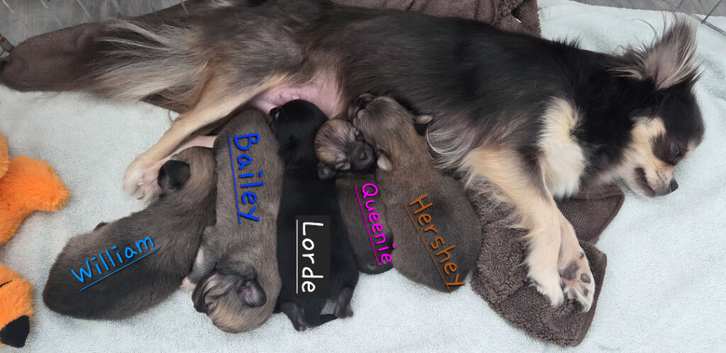 Longhaired Chihuahua Pups