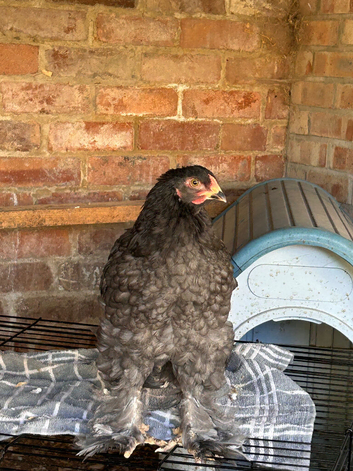 8 week Brahma cockerel ️