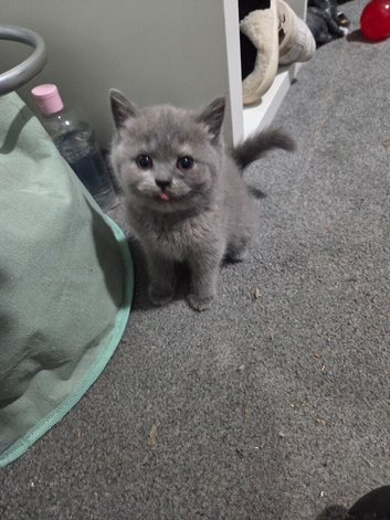 Gorgeous British short hair kittens