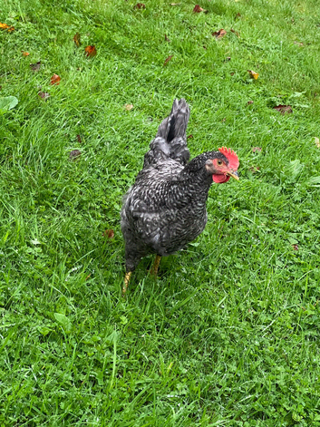 Young speckled cockerel
