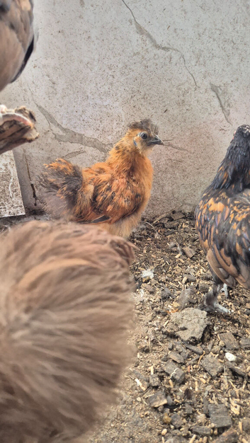 X2 silkie growers