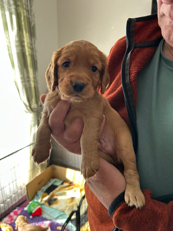 Cocker Spaniels