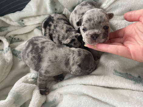 French bulldog Puppys