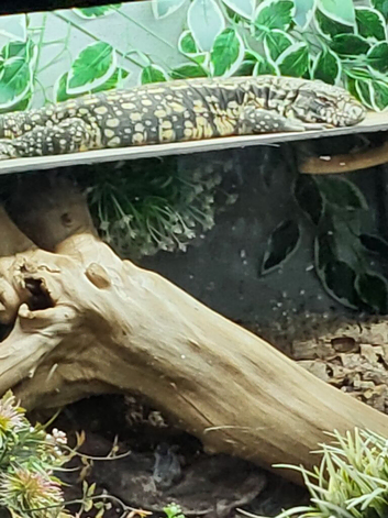 Black and white  tegu juvenile