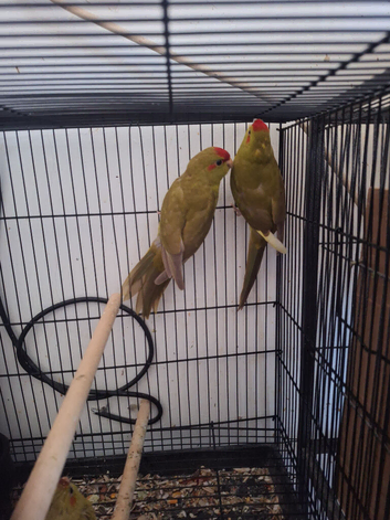 Young kakarikis