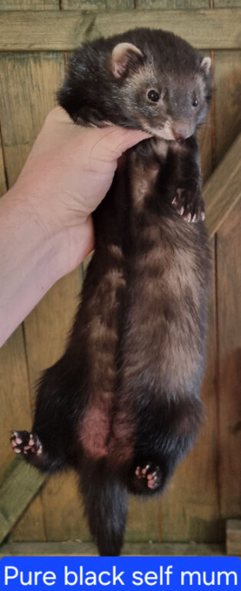 Black self litter - 2 Black self hobs and 5 jills available