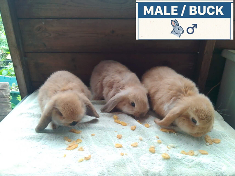 Pretty Female & Male Dwarf Lops