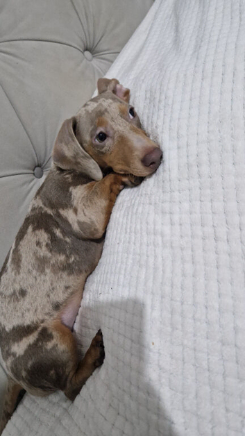 miniature dachshund for sale isabella dapple kc registered