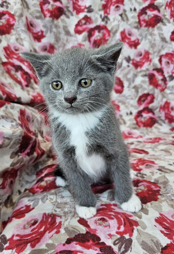 5 British shorthair crossed for sale