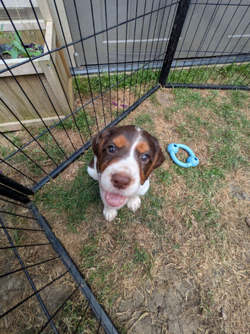 Cocker spaniel puppy