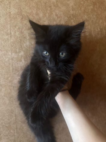 4 adorable kittens
