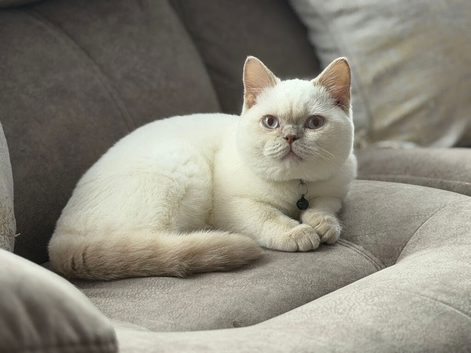 British short hair, colour point kitten for sale