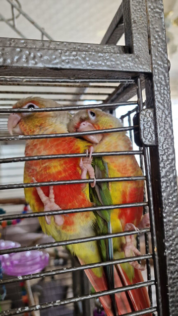 Handreared Pineapple Conures