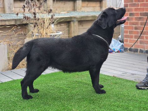 Beautiful 10 month Female Lab