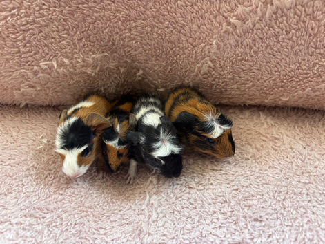 Four Baby Guinea Pigs