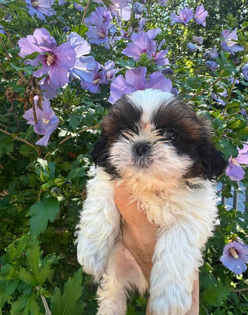 Healthy Shih Tzu's