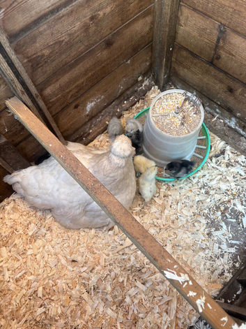 Broody silkie cross hen with chicks