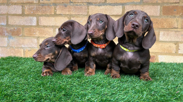 Beautiful Chocolate & Tan Miniature Dachshund Puppies Ready Now