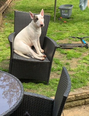 KC registered English Bull Terrier Puppies 14/6