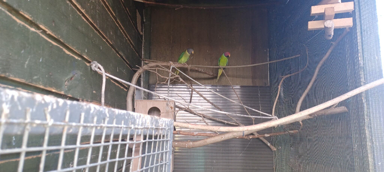 Plumhead parakeets &times; 2 pairs