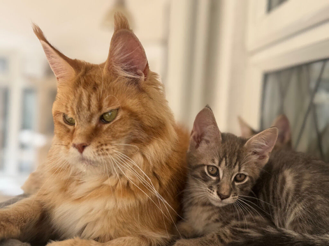 *Last 2 boys* Maine Coon X kittens