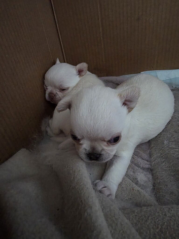 Apple head Chihuahua puppies amazing breeding