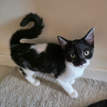 kitten