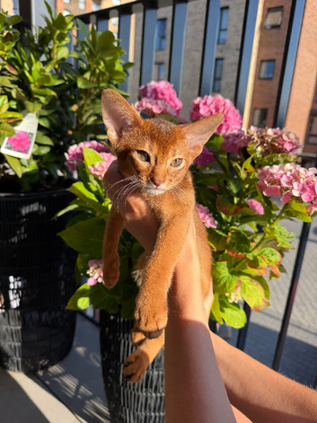 Girl Available