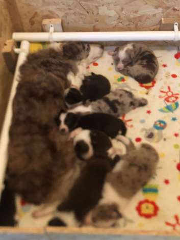 Now at a great new reduced price &pound;700 is my stunning mixed litter of 8 Border Collies