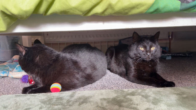 cat for rehoming